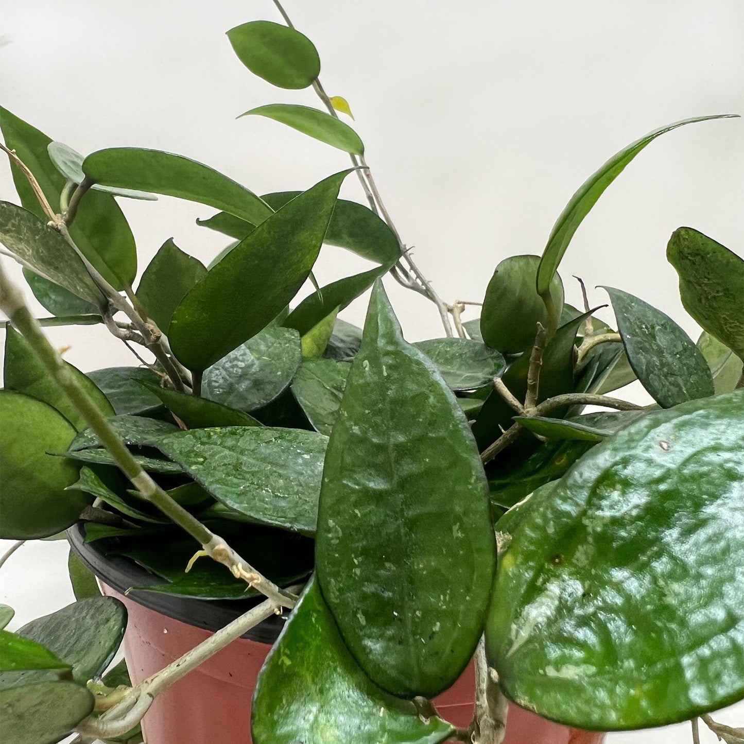 Hoya parasitica 'Black Margin'