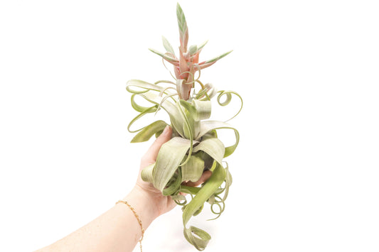 Tillandsia Streptophylla Air Plants - Multiple Sizes