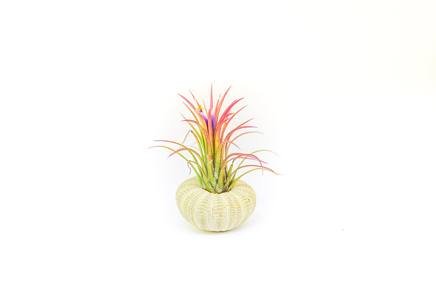 Green Urchins with Tillandsia Air Plants - Set of 1, 3 or 5