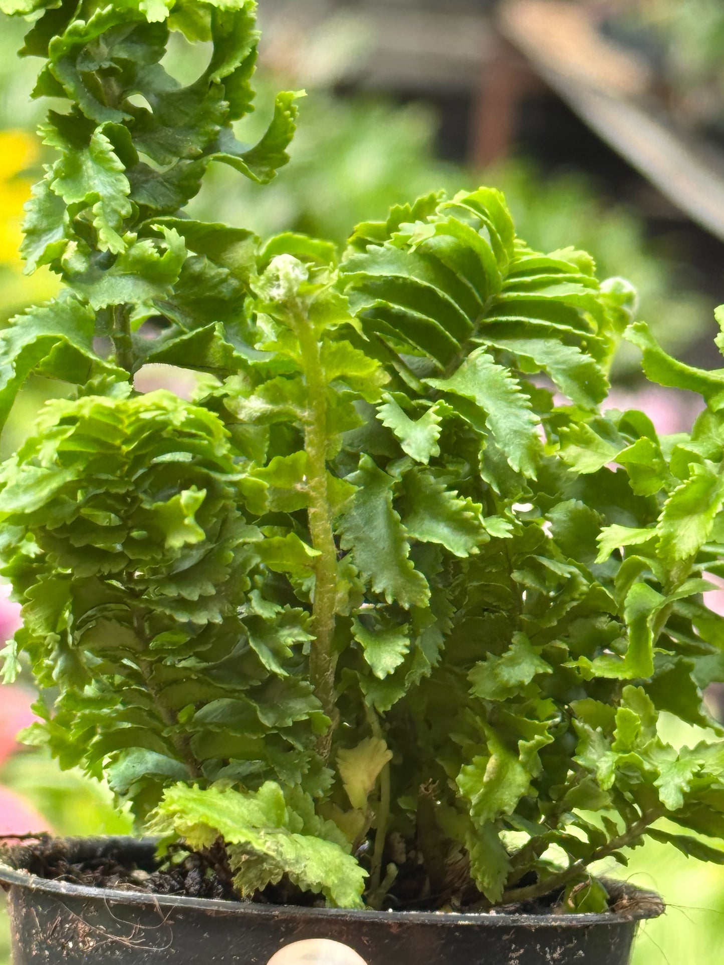 Emina Fern