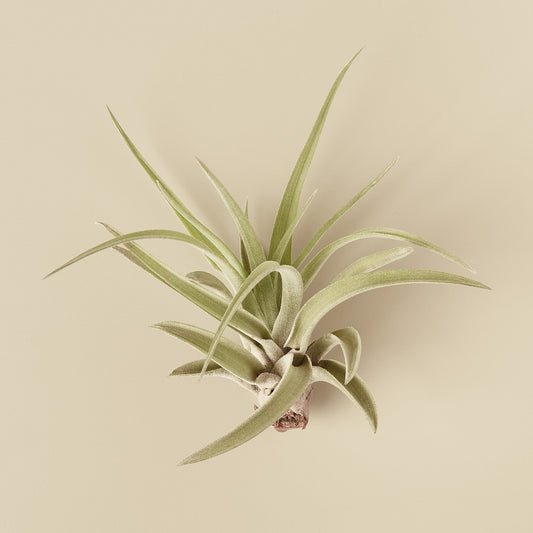 10pk Veluntina Air Plants