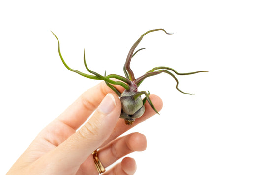 Tillandsia Bulbosa Guatemala