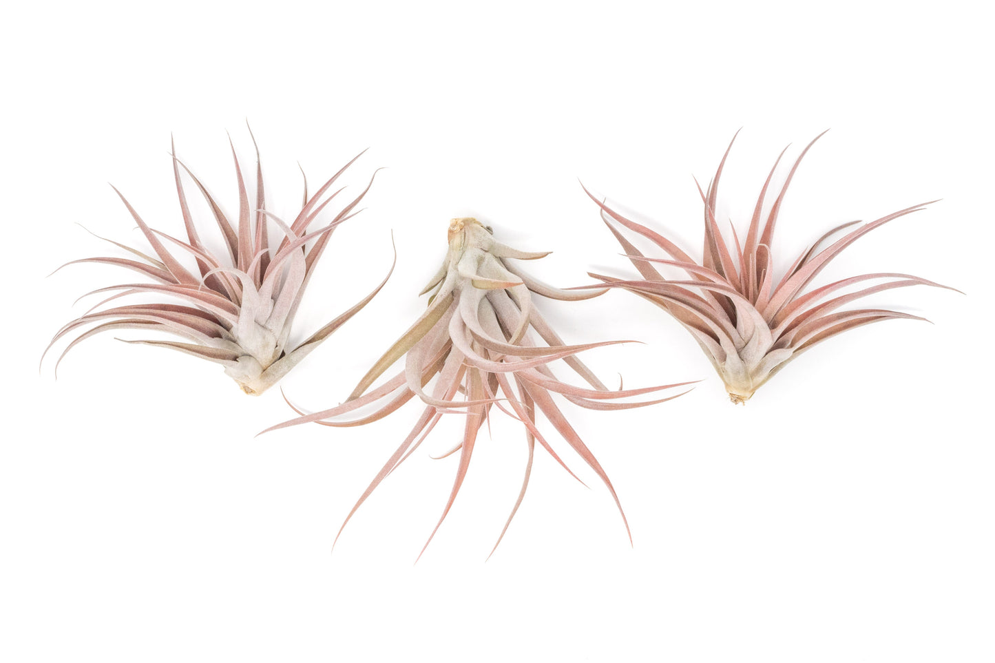 SALE - Large Tillandsia Capitata Peach - Set of 5, 10, or 20 Air Plants - 50% Off