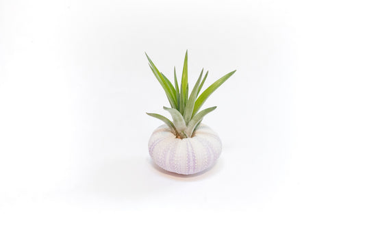 Purple Urchin with Tillandsia Air Plant - Set of 1, 3 or 5