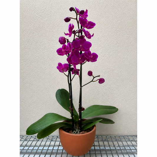 Orchid 'Purple''