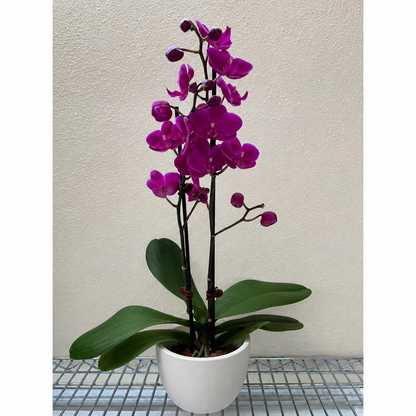 Orchid 'Purple''