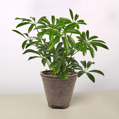 Schefflera Arboricola