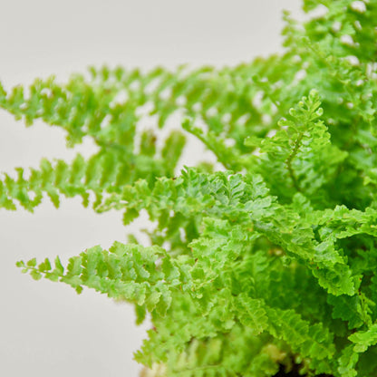 Cotton Candy Fern