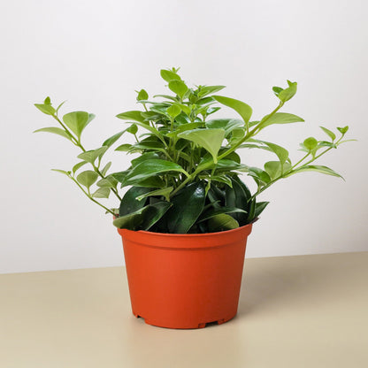 Lipstick Plant