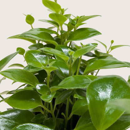 Lipstick Plant