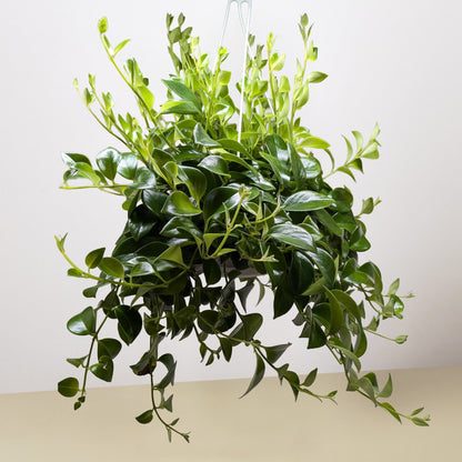 Lipstick Plant