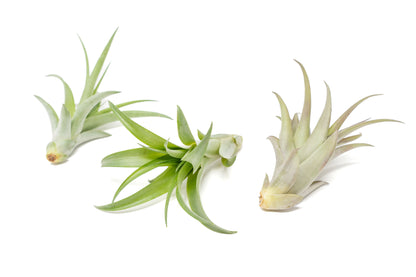 Large Tillandsia Abdita Brachycaulos Air Plants / 5-6 Inch Plants