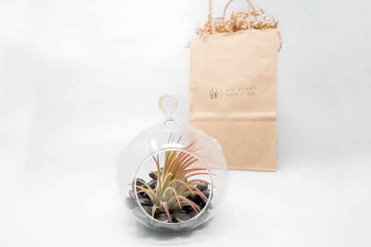 Gift Wrapped Terrarium Kits with Tillandsia Air Plants