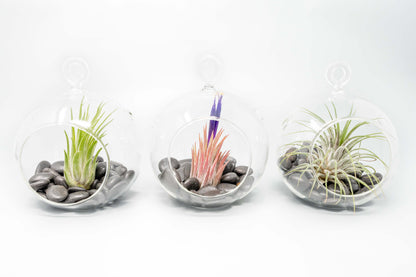 Terrarium Globe with Flat Bottom, Air Plant & Black Stones
