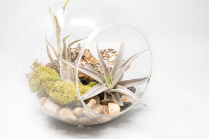 Large Hand-Blown Glass Terrarium with Tillandsia Caput Medusae & Harrisii