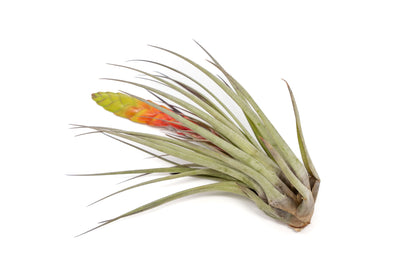 Tillandsia Fasciculata Tricolor Golden Torch Air Plants