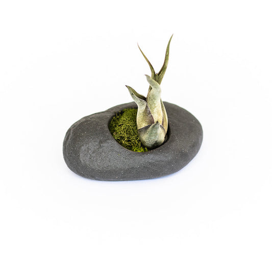 Gray Ceramic Stone with Assorted Tillandsia Air Plant