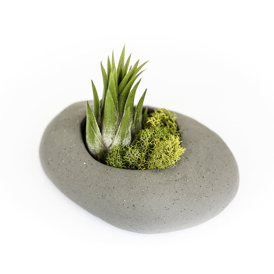 Gray Ceramic Stone with Assorted Tillandsia Air Plant