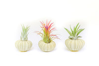 Green Urchins with Tillandsia Air Plants - Set of 3, 6 or 9
