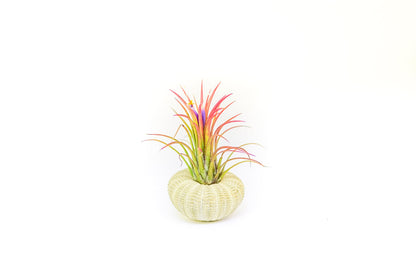 Green Urchins with Tillandsia Air Plants - Set of 3, 6 or 9