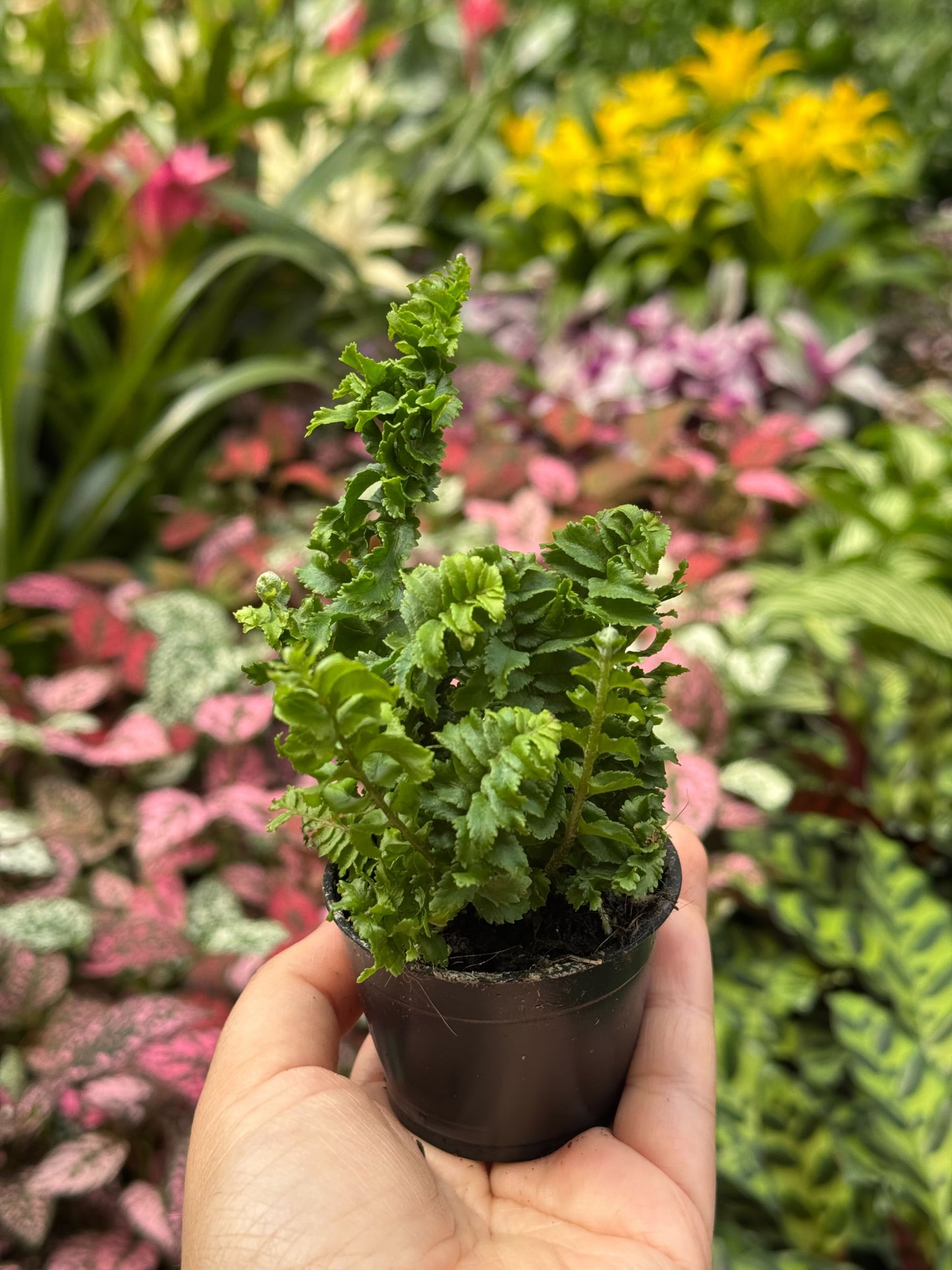 Emina Fern