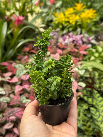 Emina Fern