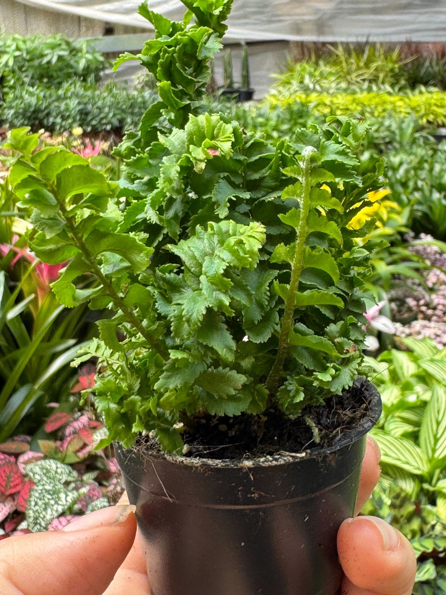 Emina Fern
