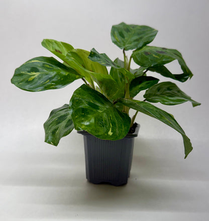 Maranta Variegated 'Beauty Kim'
