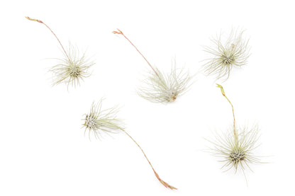 Tillandsia Argentea Thin Air Plants