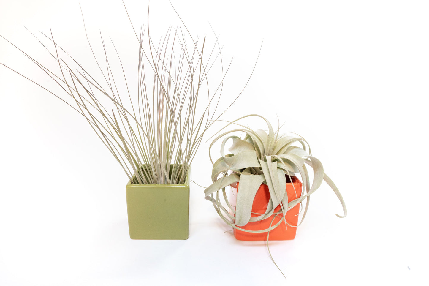 Air Plant Supply Co. Brand Colors Set - Two Ceramic Cube Containers with Tillandsia Xerographica Mini and Juncea