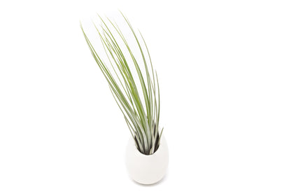 Gift Wrapped Large Ivory Ceramic Vase With Assorted Tillandsia Air Plant