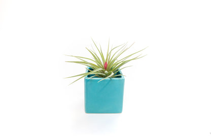 Sky Blue Ceramic Cube Container with Custom Tillandsia Air Plant