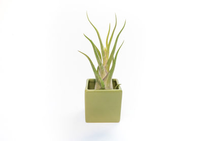 Avocado Green Ceramic Cube Container with Assorted Large Tillandsia Air Plant