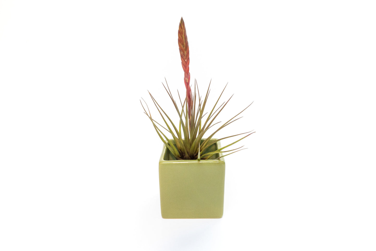 Avocado Green Ceramic Cube Container with Assorted Large Tillandsia Air Plant