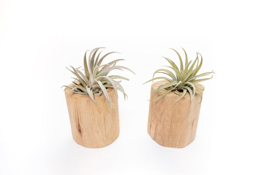 Gift Wrapped Set of 2 Large Driftwood Containers with Assorted Tillandsia Air Plants