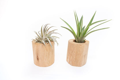 Set of 2 Large Driftwood Containers with Custom Tillandsia Air Plants