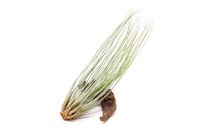 Tillandsia Juncea Air Plants