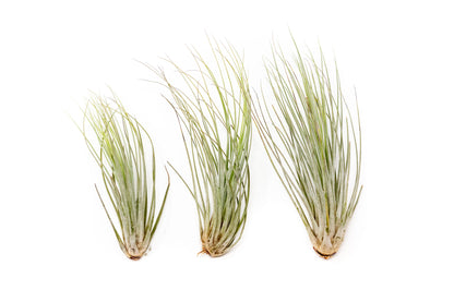 Large Tillandsia Juncea Air Plants /  8-12 Inch Plants