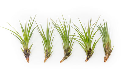 Tillandsia Melanocrater Tricolor Air Plants