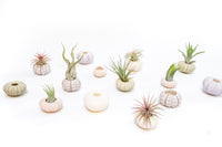Green Urchins with Tillandsia Air Plants - Set of 1, 3 or 5