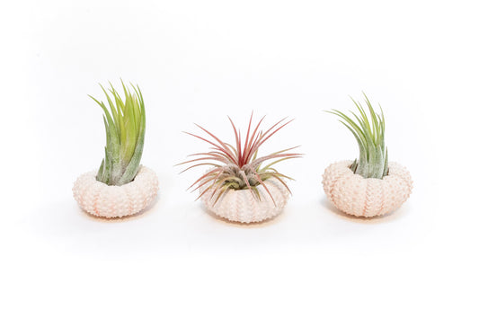 Pink Urchins with Tillandsia Air Plants
