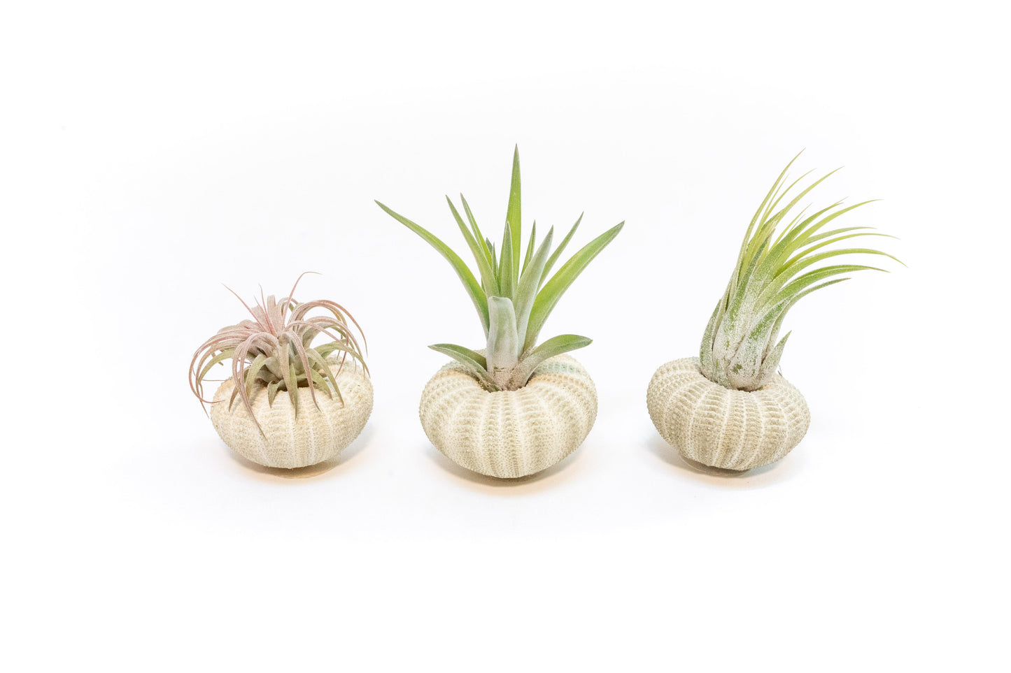 Green Urchins with Tillandsia Air Plants - Set of 1, 3 or 5