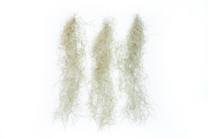 SALE - Tillandsia Guatemala Gray Spanish Moss - 1 Foot Clumps - Set of 3 or 6 Strands - 40% Off
