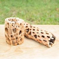 Natural Cholla Wood Container