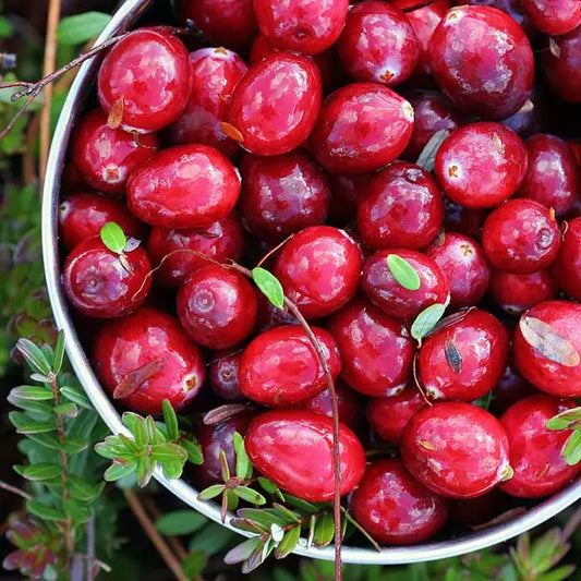 Cranberry Woods Soy Candle - Naturali Home