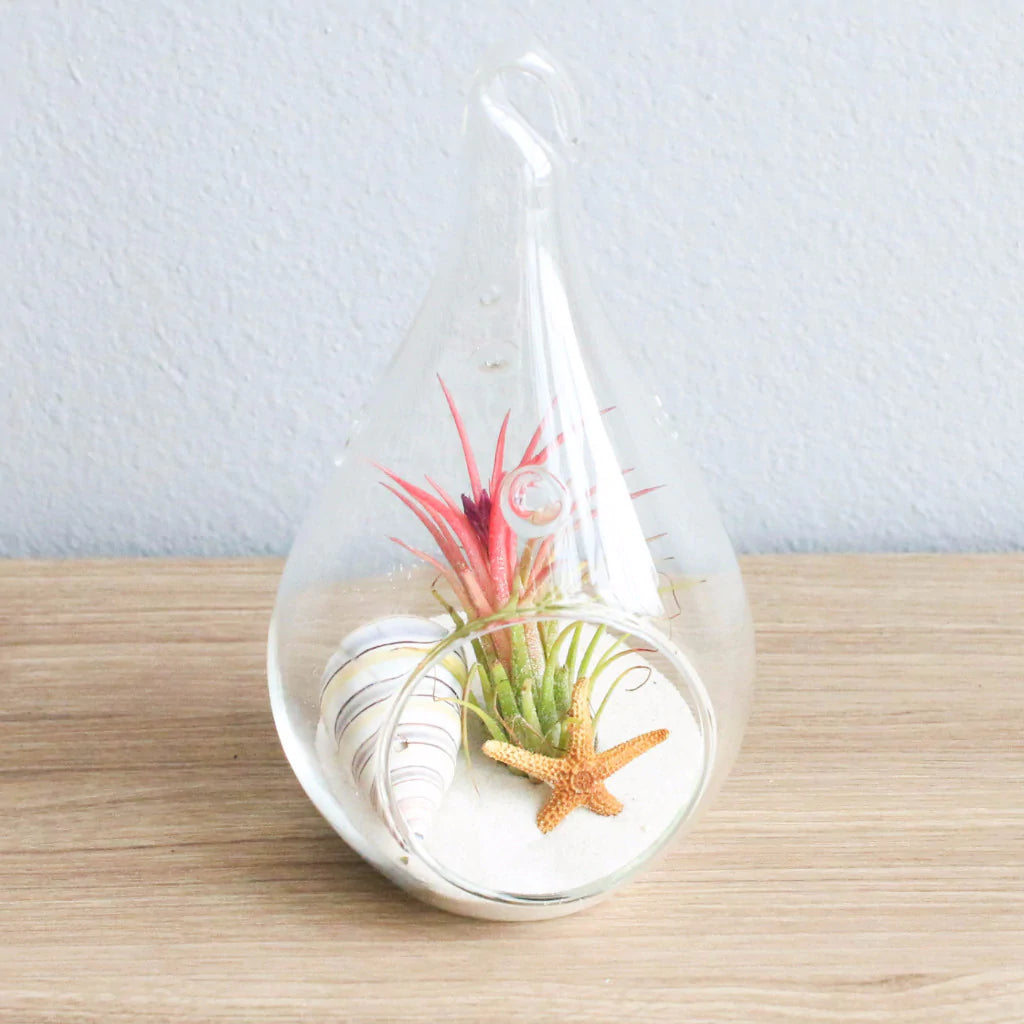 White Beach Terrariums in Teardrop Glass  DIY Kit Online Exclusive
