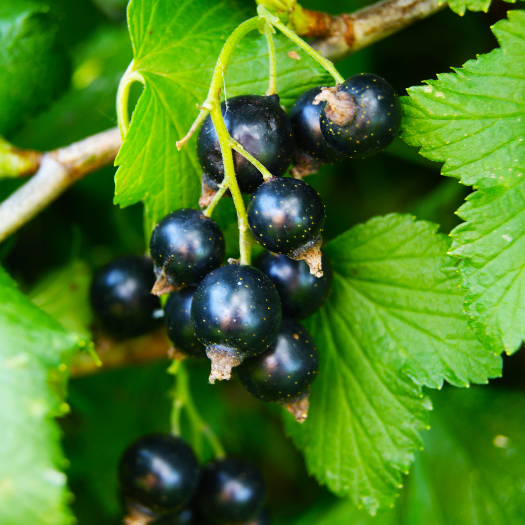 Black Currant Soy Candle